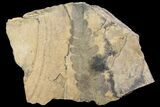 Pennsylvanian Fern (Neuropteris) Fossil - Kinney Quarry, NM #80424-1